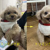 今年初のまるこのトリミングです。