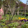エネコが小さい春をみいつけた！【ポケモンGOAR写真】武蔵小杉のお庭にて