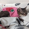 エル、乳腺腫瘍＜３７＞
