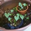 ビオトープ２年目！水中化したドクダミの可愛い葉っぱが出てきました！