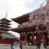 【ウラ出張の楽しみ方 / 東京・浅草】早朝の静まり返った浅草寺で観桜🌸そして浅草を散歩～👣