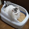 【動画版】砂かけが下手なうちの猫たち