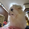 狛犬