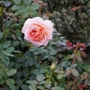秋バラと庭の花