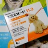 犬　糖尿病　採血日