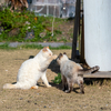 深島のねこさん