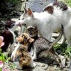 ネコちゃん集まる集まる！！