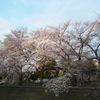 人の行く裏に道あり花の山