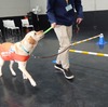 盲導犬の総合施設『富士ハーネス』は盲導犬のことを知ることができて、しかも犬がかわいいのである。