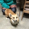 実家に犬がやってきました。