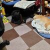 ワンワンワン！！
