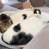 冬の猫団子画像つめあわせ