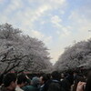 上野公園で花見　2012