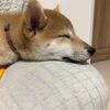 柴犬のしつけ!【飼ったその日から】【嫌な思いはさせない】で良いコに育つ