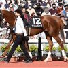 スリーパーダ 北摂特別で優勝