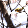 「吉祥寺に行こう♪_＃３５_井の頭公園_河津桜＆メジロ♪」_撮影特訓編