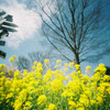 紺碧の空 菜の花色