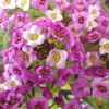 【植物の花の写真】アリッサム（ファウンテェン）；アブラナ科  Lobularia maritima; Brassicaceae  2018年11月25日（日）鹿児島市自宅近所