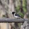 Pied Butcherbird  ノドグロモズガラス