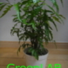 GREEN:新しい観葉植物仲間