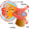 JG細胞と緻密斑の働きについて