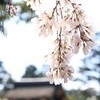 御所の桜となごりの梅