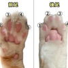 じじぃの「ネコ・前足と後ろ足で指の数が違っている！目でみる数字」