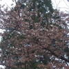 *桜の花が咲いて来た