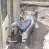 無料でミニ動物園