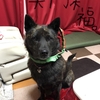 甲斐犬、ご無沙汰ぶりのあけおめッの巻〜!!!NEW━ﾟ+.(@(●´Å`●)@).+ﾟ.━YEAR!!!