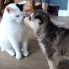 子犬たちに絡まれて迷惑そうな猫【動画】