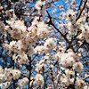 タシケントは春🌸
