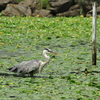 みぬまの野鳥