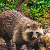 ガス抜き写活⑤東武動物公園ホンドタヌキ編