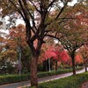 日の暮の背中淋しき紅葉哉　 一茶