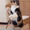   ねこ ダンス
