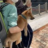 柴犬「きび」が来てから21日目【散歩にチャレンジ】