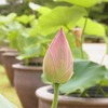国際ヨガDAY。奈良テレビや『県民だより奈良』などでも紹介されています(^_^)