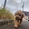 雨が降らなければ