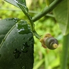 レモンの花は散り……