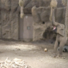 【札幌】最近生まれた子象は目を凝らさないとみえない！？【円山動物園】