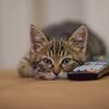 オルガ・サキユロワ🍀猫は何か鳴いていますか？ 彼らはおそらくそれについて叫んでいるのかもしれません。