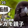 0725【ヒヨドリの捕食】増水カルガモ親子。鳩にビビるカラスとカモ。ヨモギエダシャク【今日撮り野鳥動画まとめ】身近な生き物語