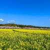 友子の癌闘病日記　第五話「西都原の桜と抗癌剤」