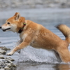 川遊び