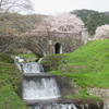 池田町の桜にはおにぎりが似合う