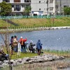 カワセミの営巣と御衣黄開花、その他の花