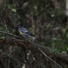 キヅタアメリカムシクイ(Yellow-rumped Warbler)