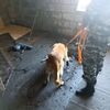 国後島・古釜布　警察犬がコンクリートに埋められた遺体を発見　