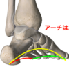 足のアーチって　だから大事なのかな